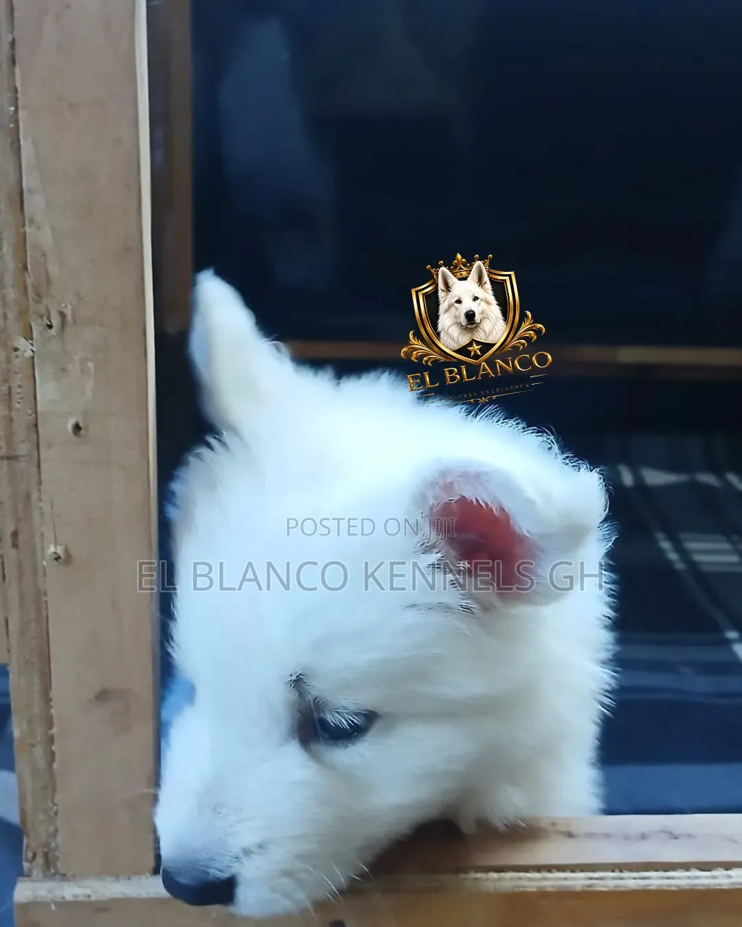 1-3 months Female Purebred White Shepherd