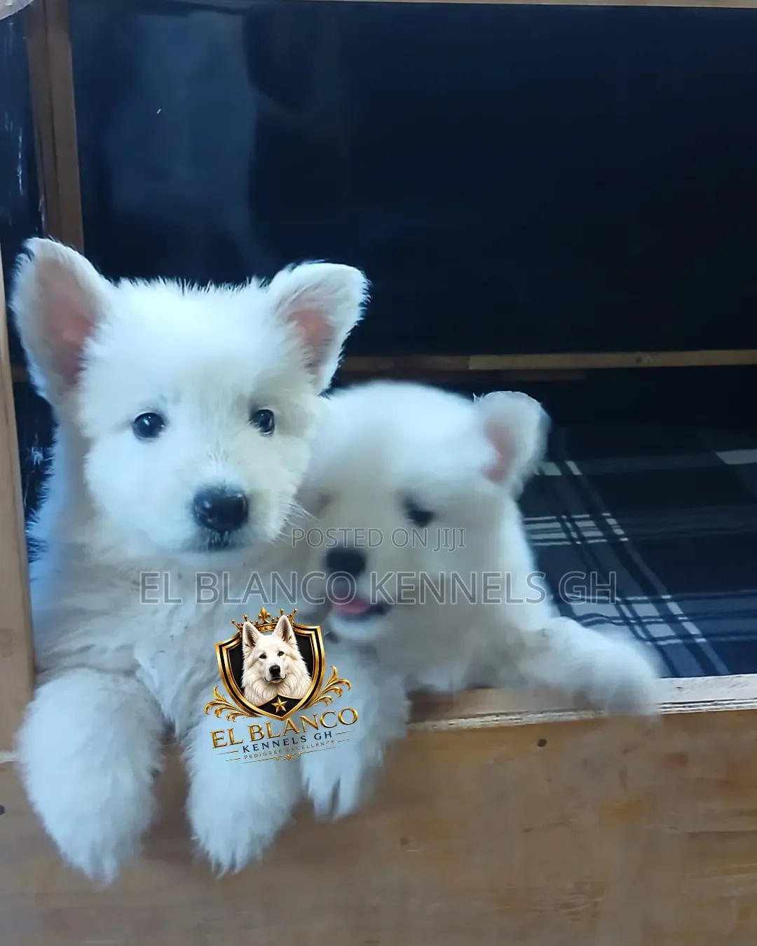 1-3 months Female Purebred White Shepherd