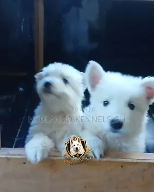 1-3 months Female Purebred White Shepherd