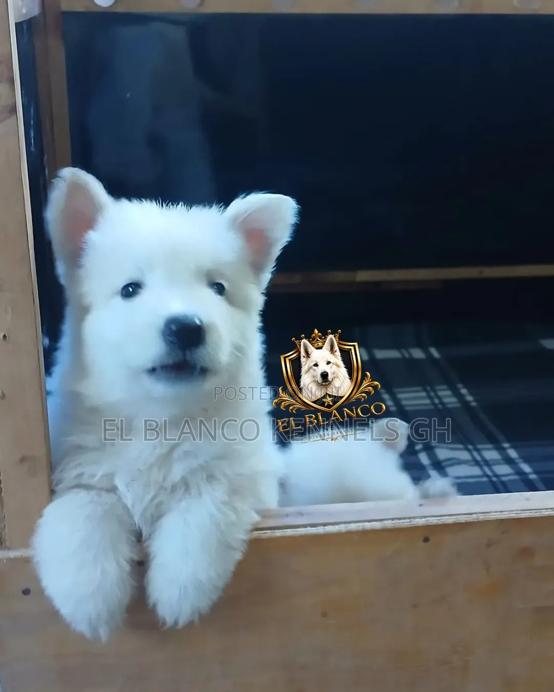 1-3 months Female Purebred White Shepherd