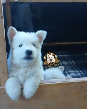 1-3 months Female Purebred White Shepherd