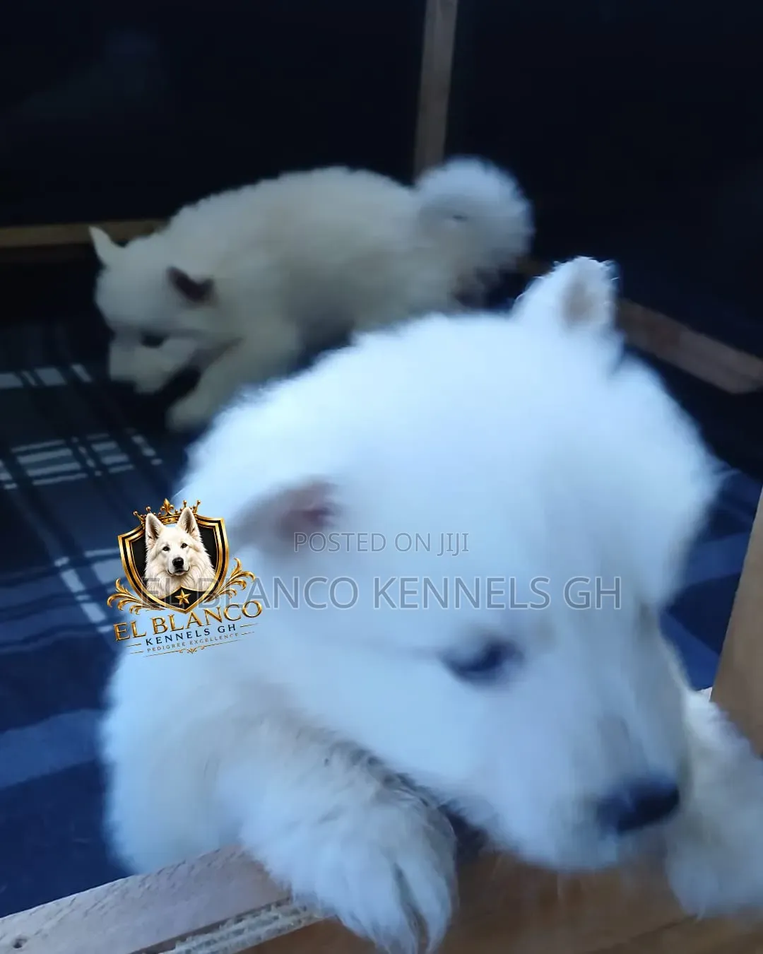 1-3 months Female Purebred White Shepherd