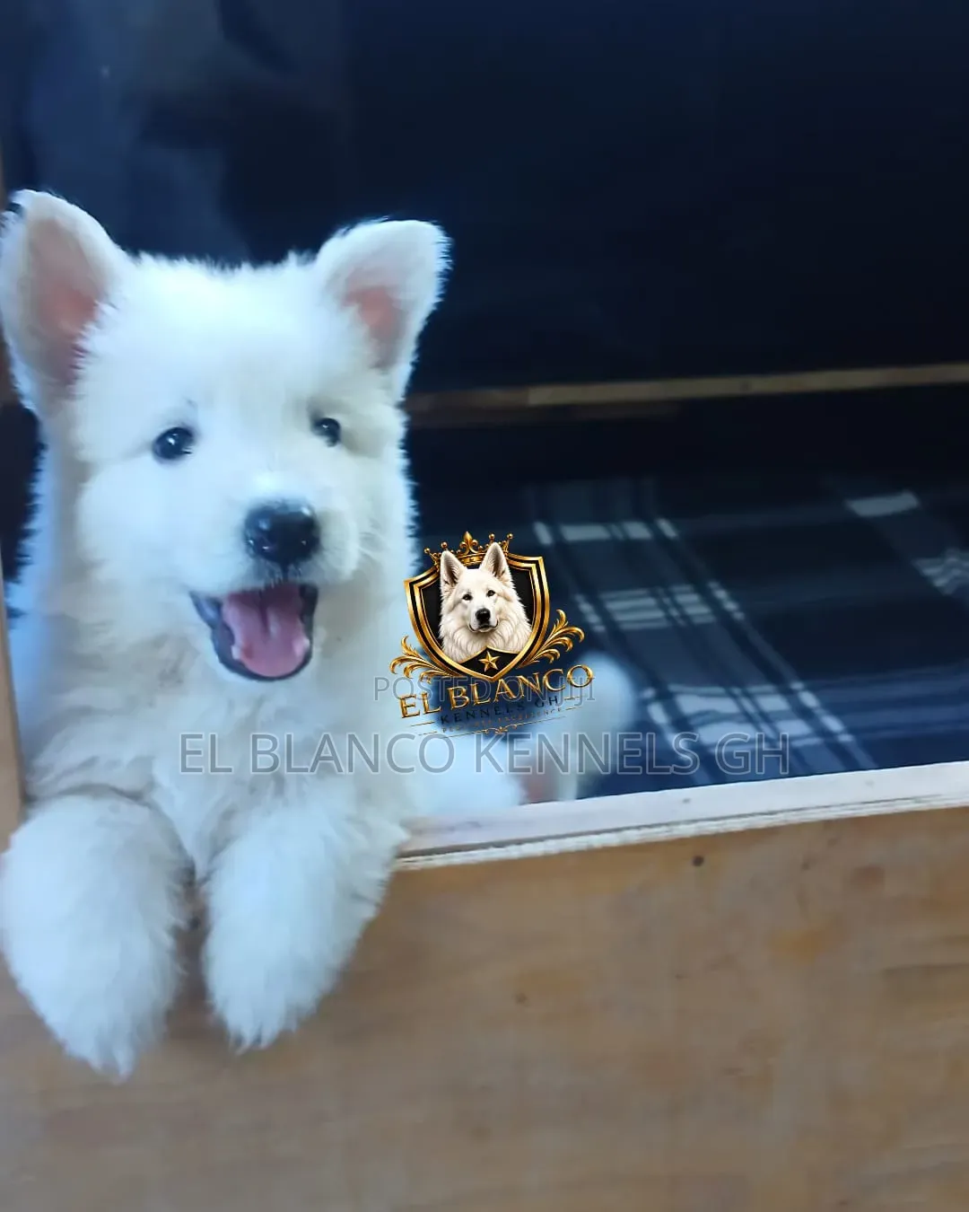 1-3 months Female Purebred White Shepherd