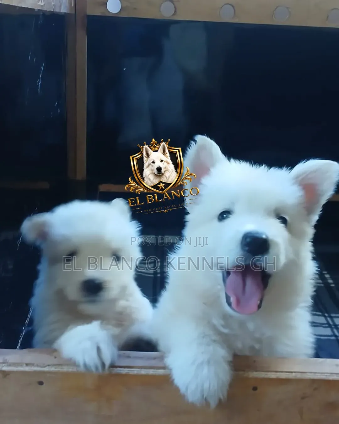 1-3 months Female Purebred White Shepherd
