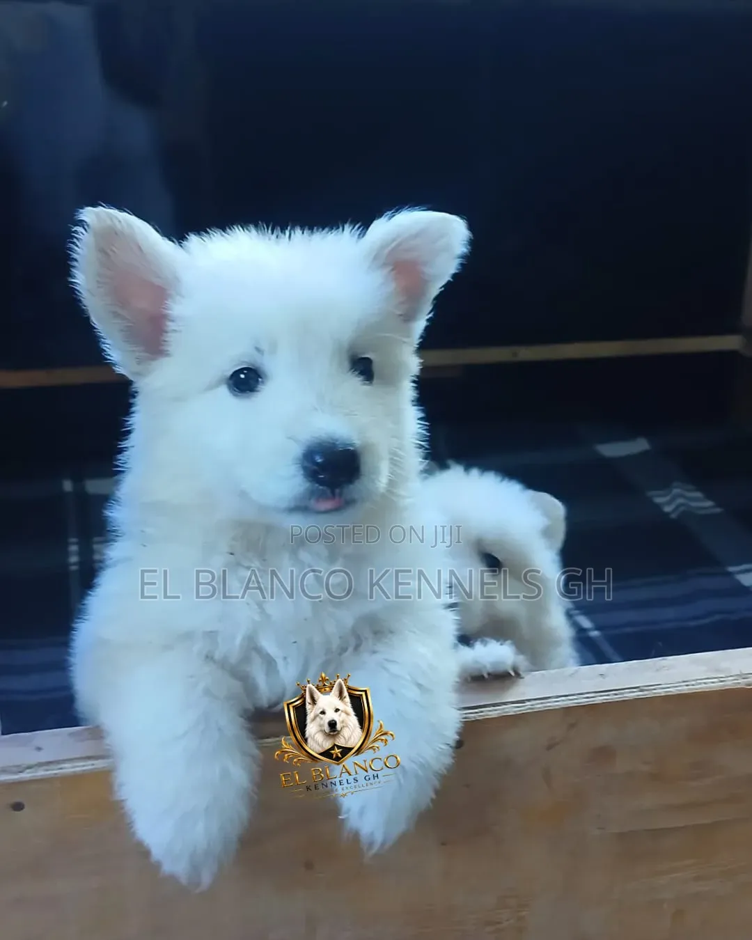 1-3 months Female Purebred White Shepherd
