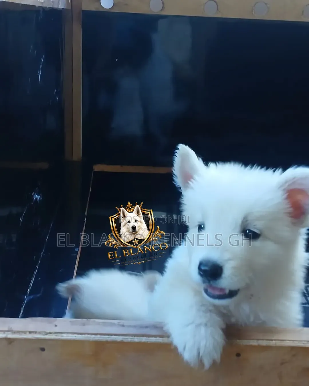 1-3 months Female Purebred White Shepherd