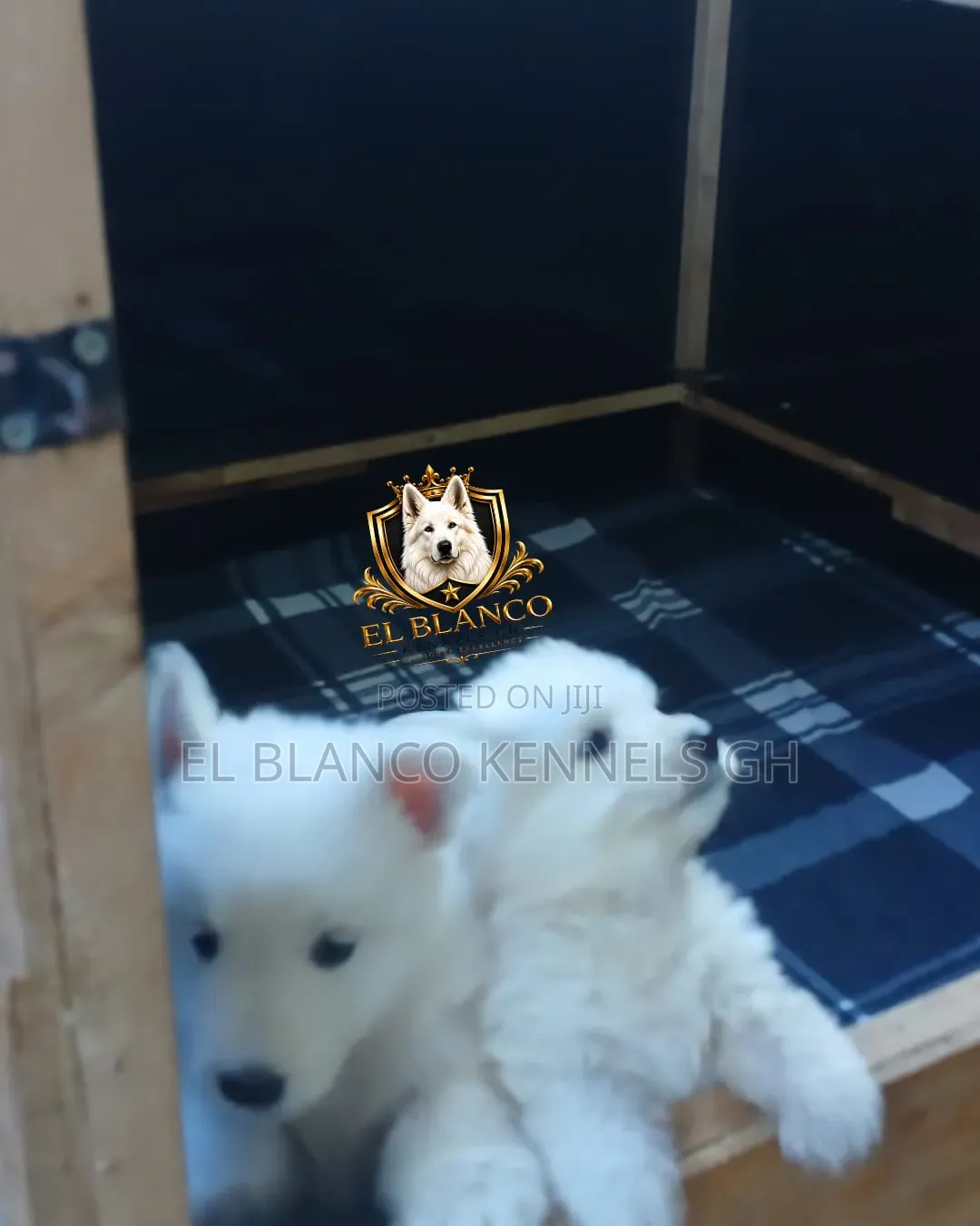 1-3 months Female Purebred White Shepherd