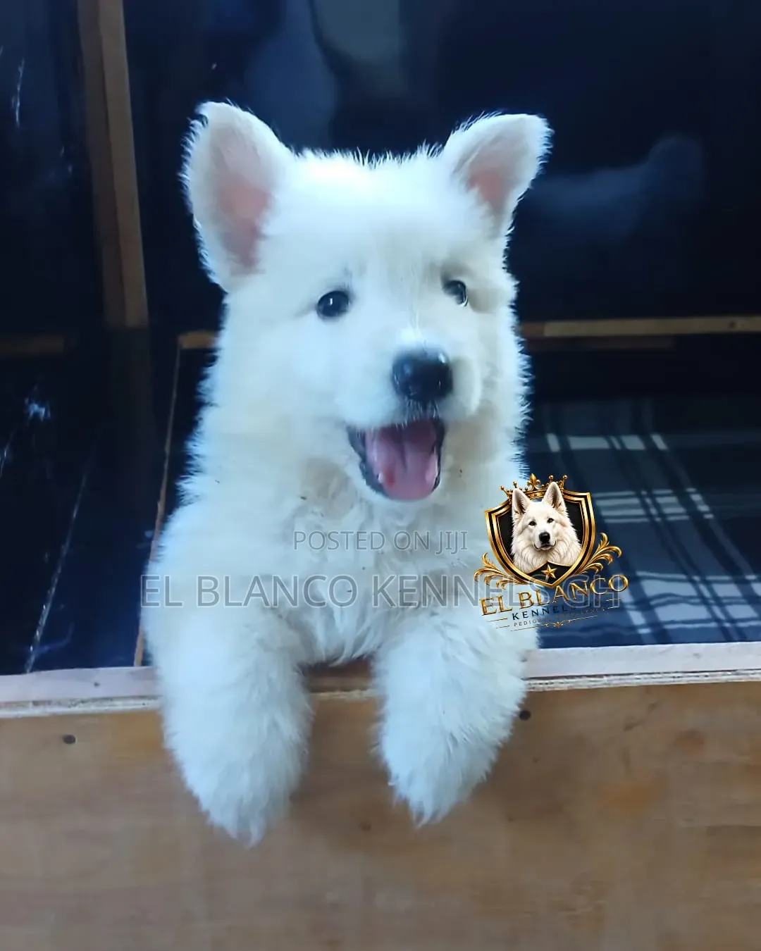 1-3 months Female Purebred White Shepherd