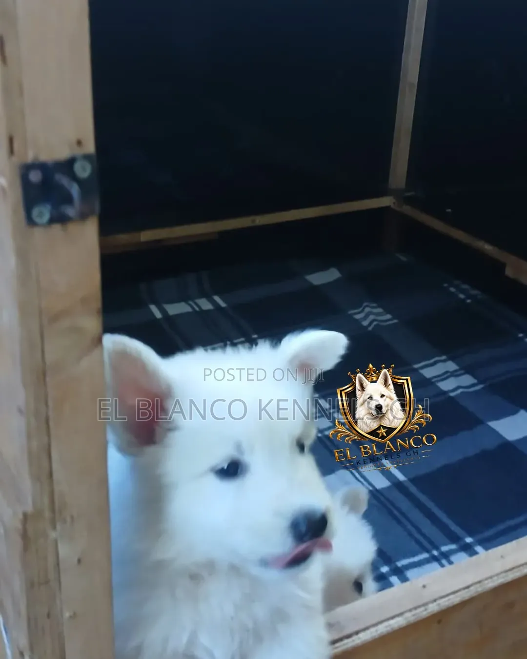 1-3 months Female Purebred White Shepherd