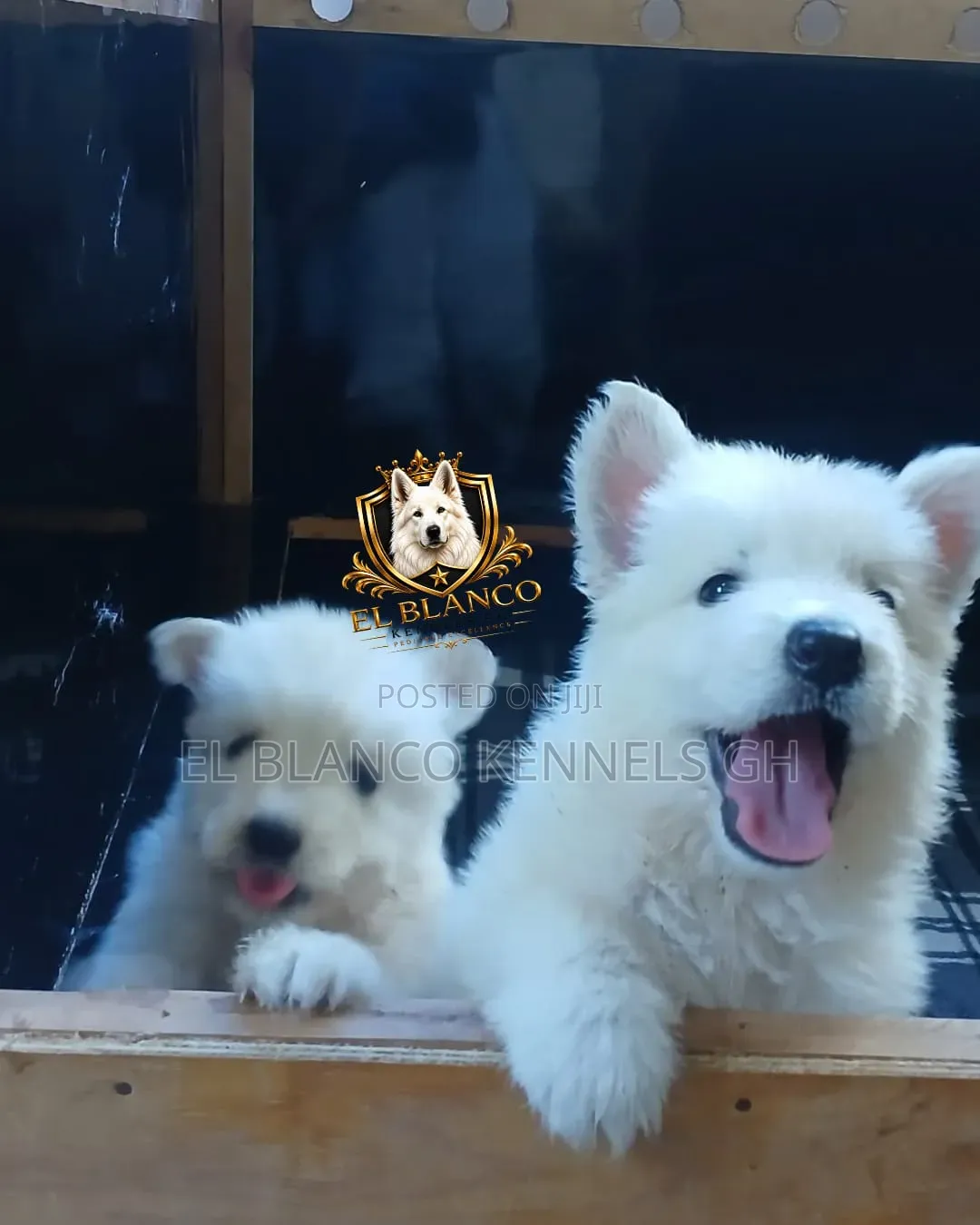 1-3 months Female Purebred White Shepherd