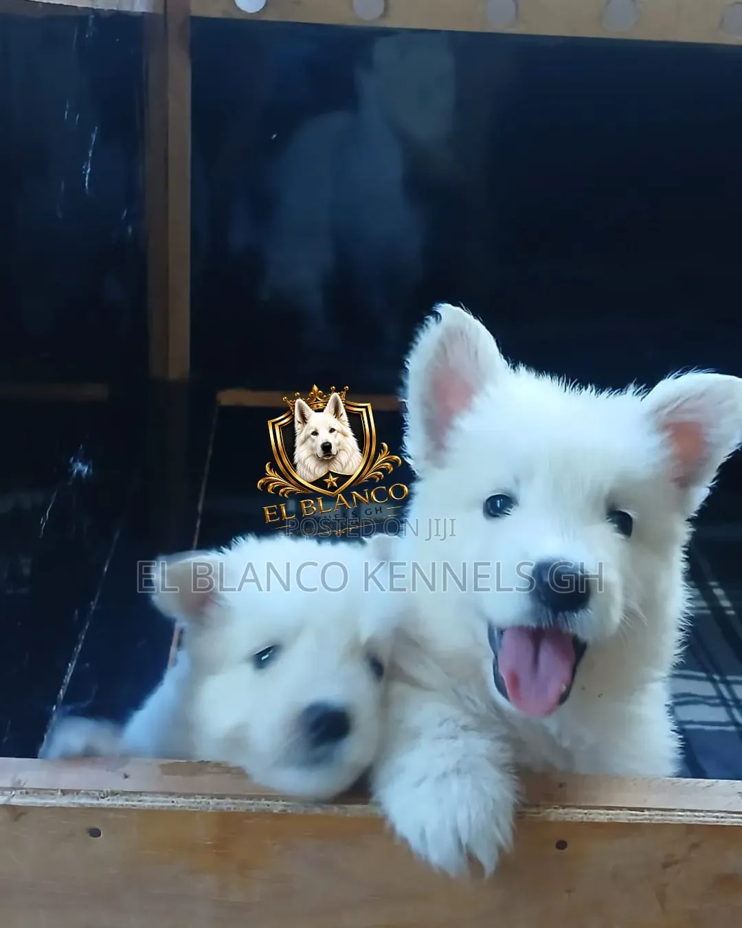 1-3 months Female Purebred White Shepherd