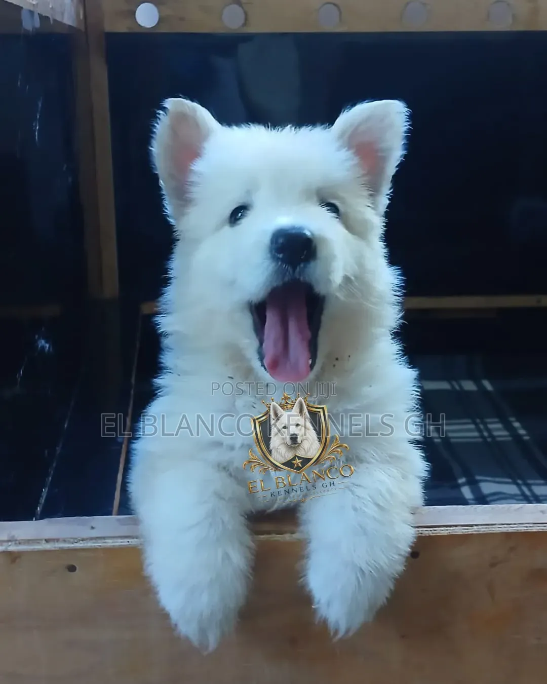 1-3 months Female Purebred White Shepherd
