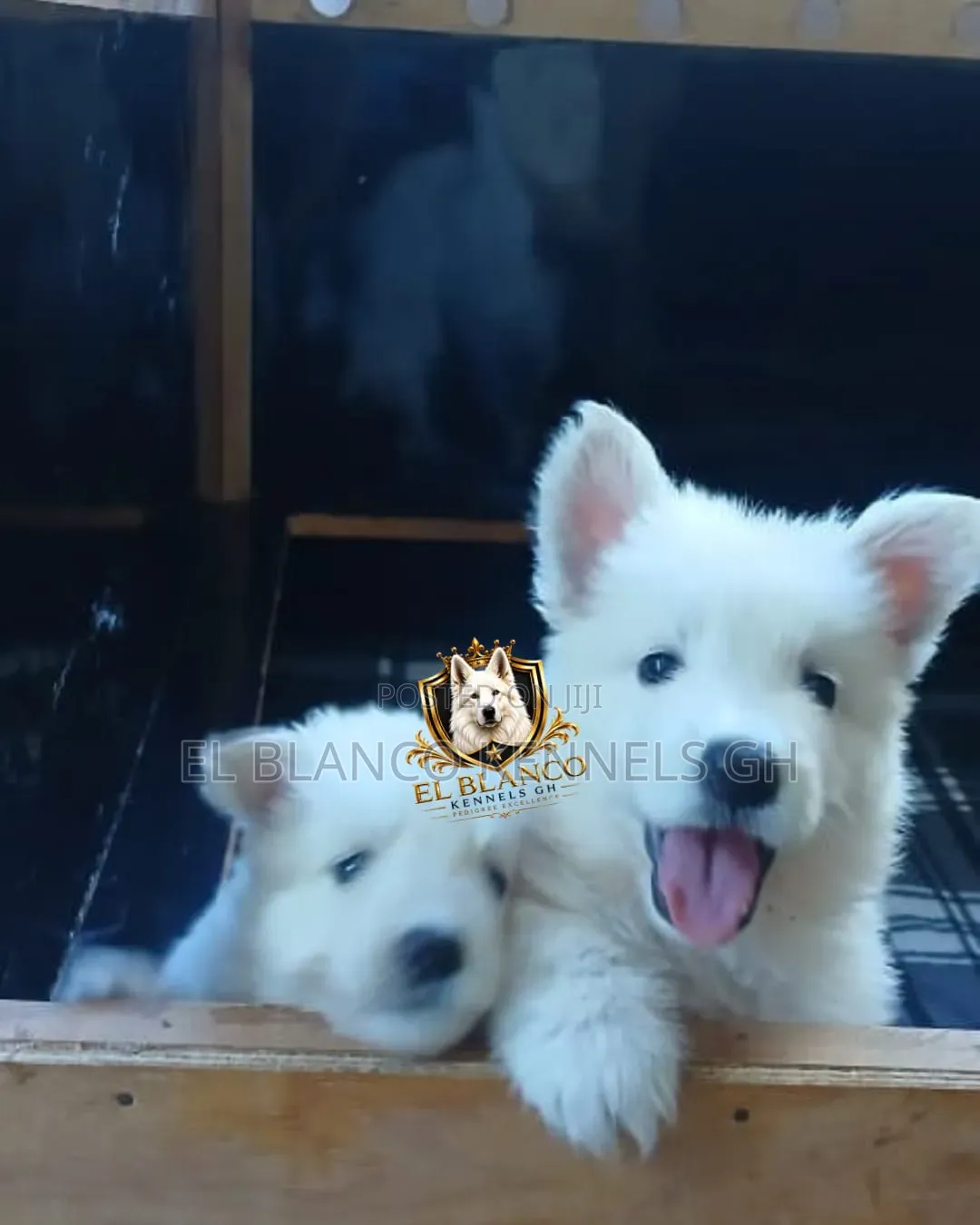 1-3 months Female Purebred White Shepherd