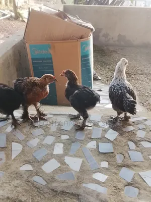 Brahma Cochin Chicken