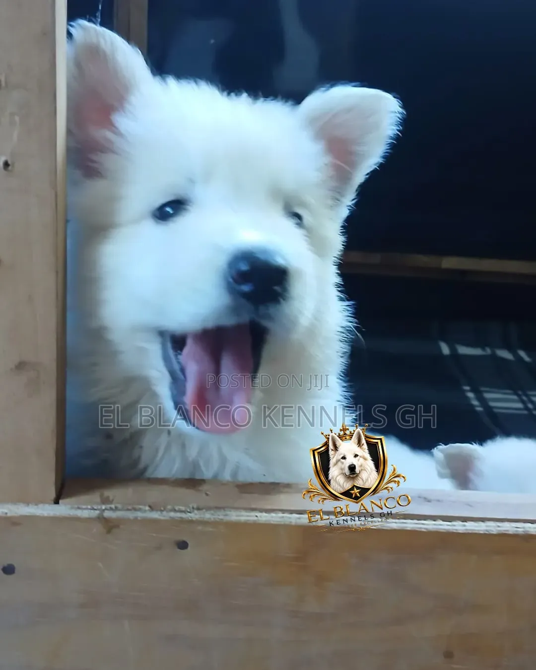 1-3 months Female Purebred White Shepherd