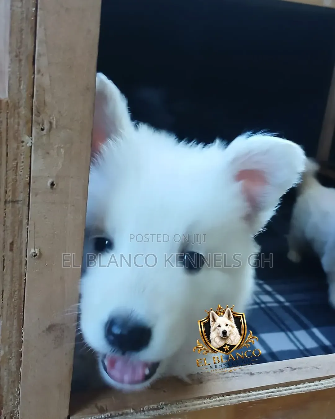 1-3 months Female Purebred White Shepherd