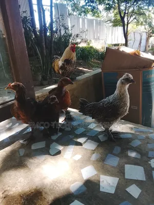 Brahma Cochin Chicken