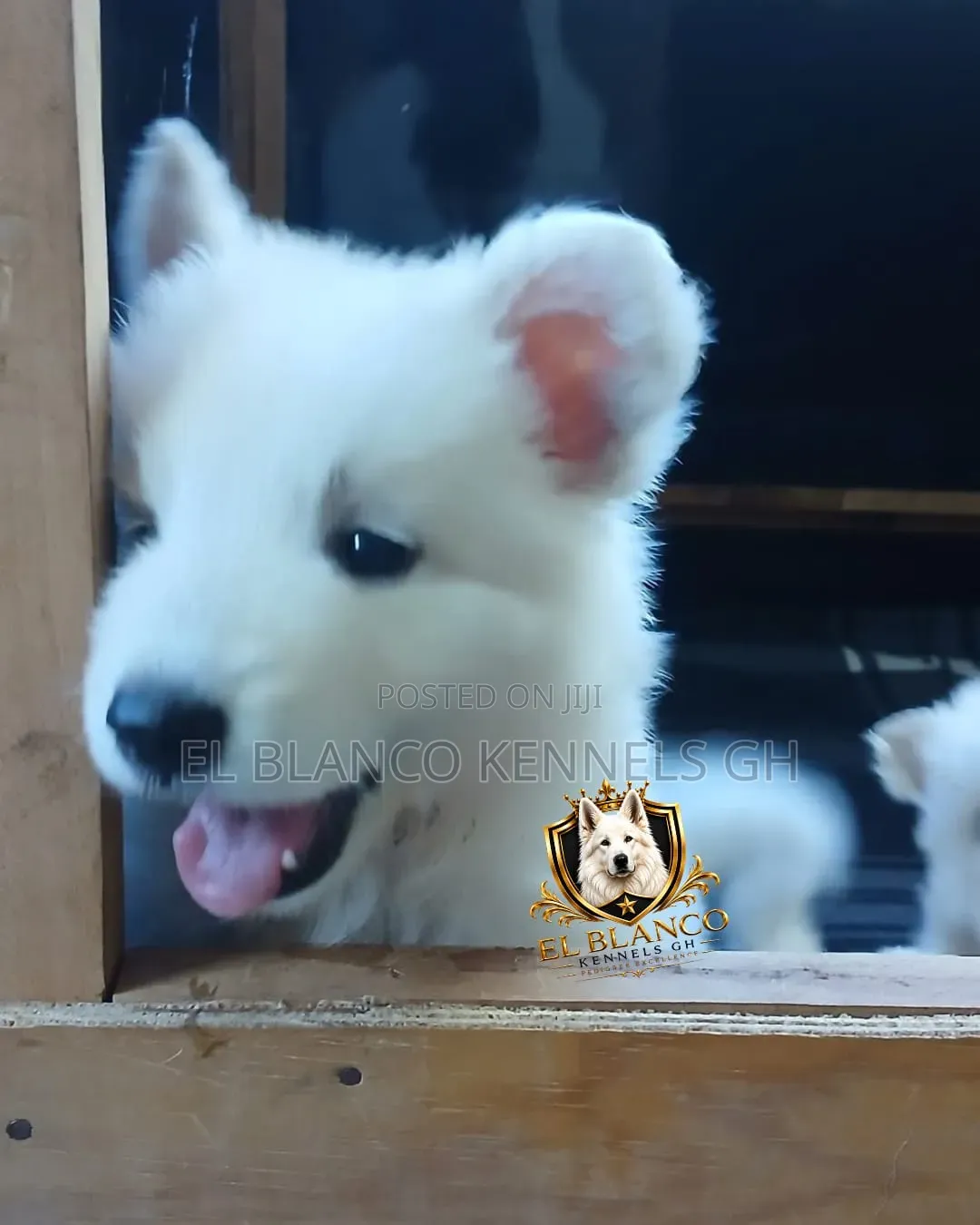 1-3 months Female Purebred White Shepherd