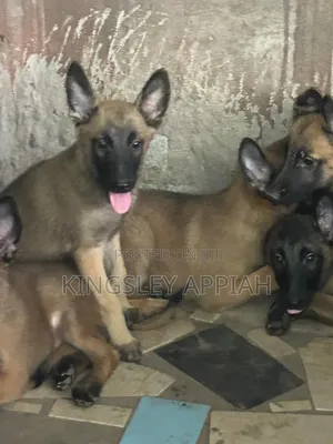 1-3 months Male Purebred Belgian Malinois