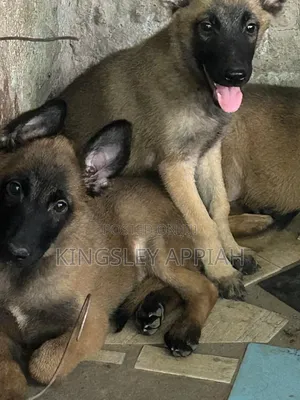 1-3 months Male Purebred Belgian Malinois