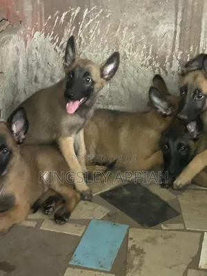 1-3 months Male Purebred Belgian Malinois