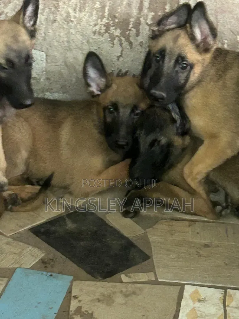 1-3 months Male Purebred Belgian Malinois