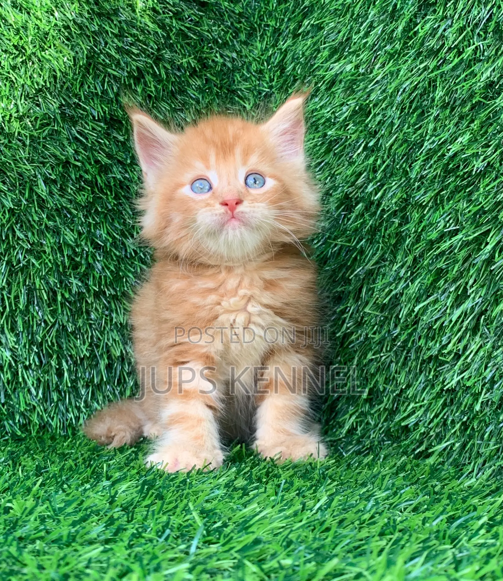 1-3 months Female Purebred Maine Coon