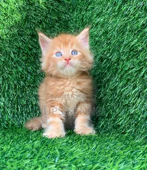 1-3 months Female Purebred Maine Coon