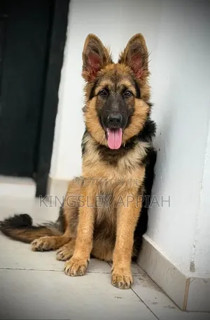 3-6 months Male Purebred German Shepherd