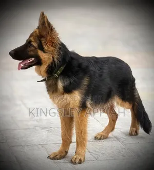 3-6 months Male Purebred German Shepherd
