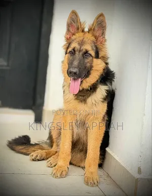 3-6 months Male Purebred German Shepherd