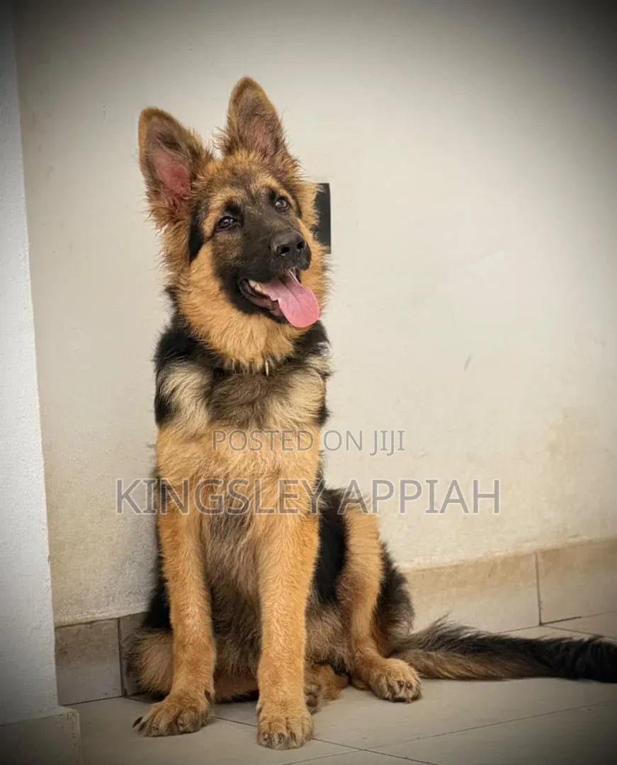 3-6 months Male Purebred German Shepherd