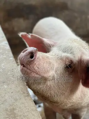 Pigs for Sale
