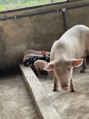 Pigs for Sale