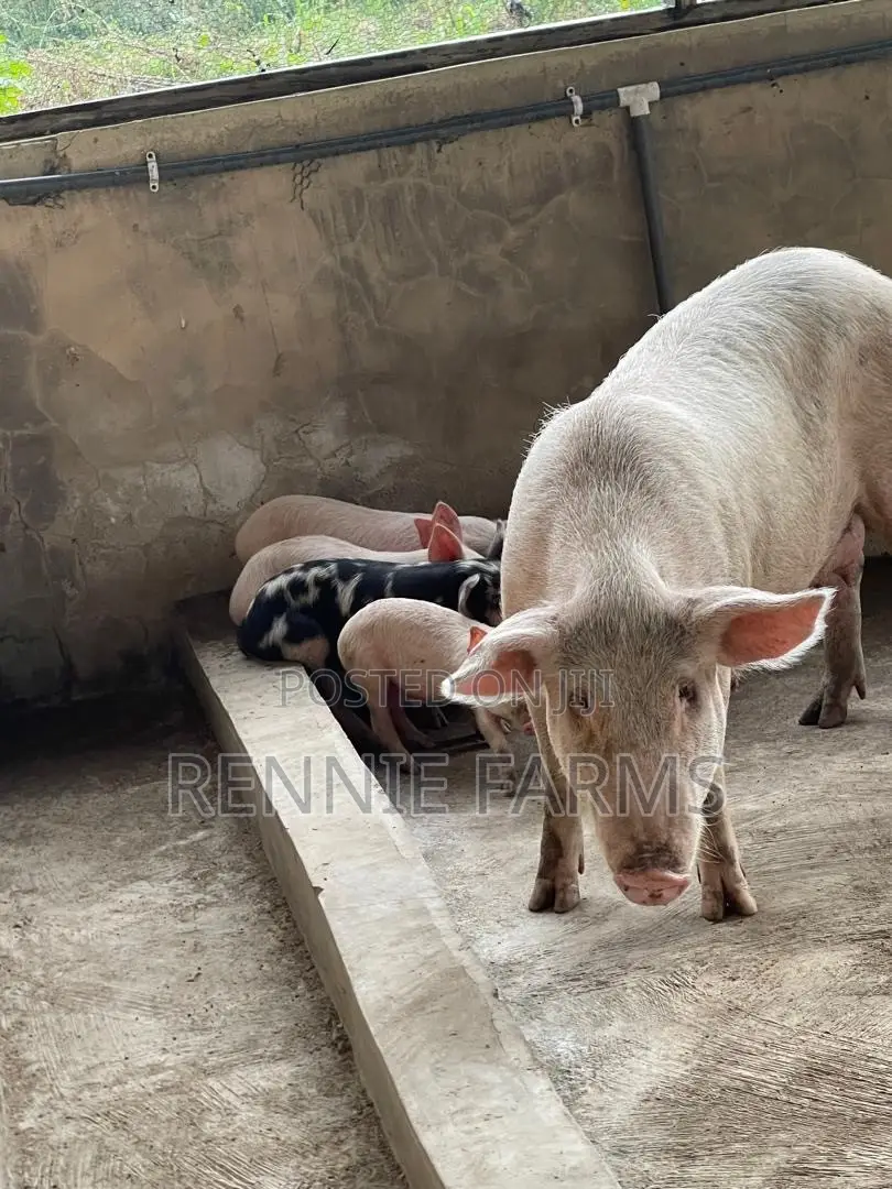 Pigs for Sale