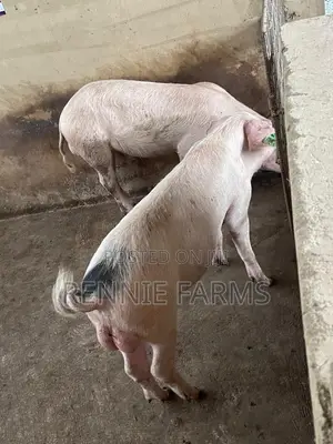 Pigs for Sale