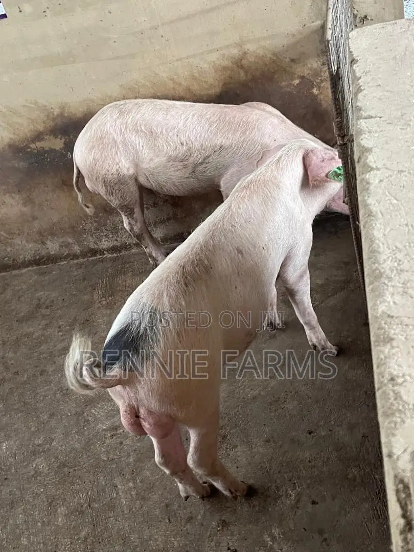 Pigs for Sale