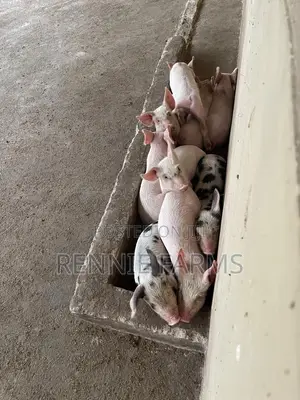 Pigs for Sale