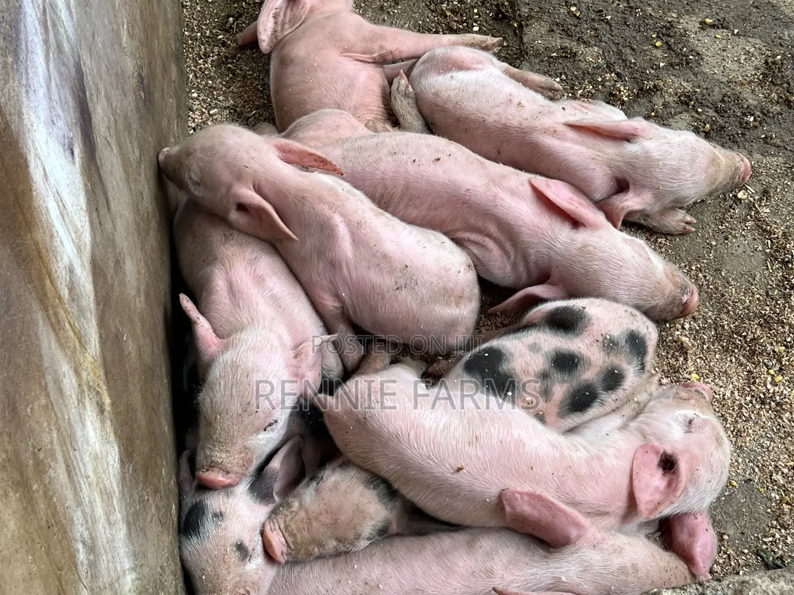 Pigs for Sale