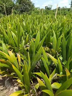 Coconut Seedlings for Sale