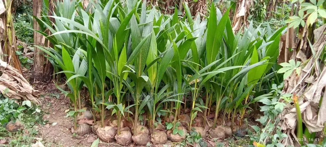 Coconut Seedlings for Sale