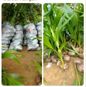 Coconut Seedlings for Sale