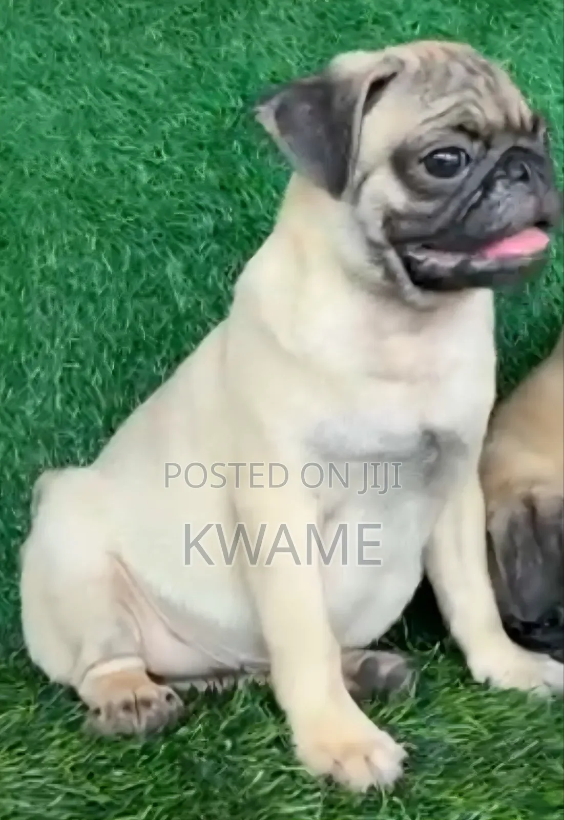 3-6 months Male Purebred Pug