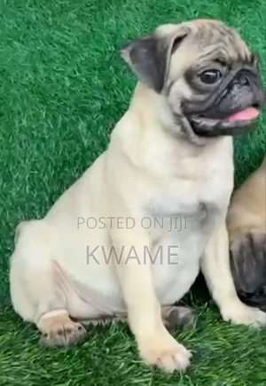 3-6 months Male Purebred Pug