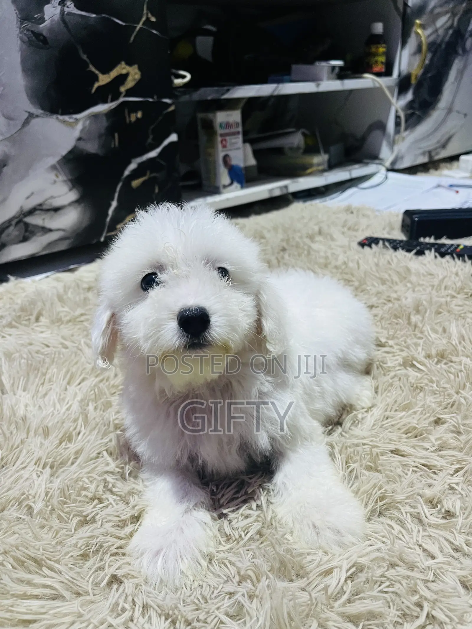 1-3 months Male Purebred Poodle