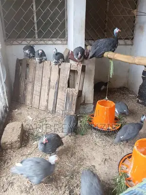 Matured Guinea Fowls for Sale
