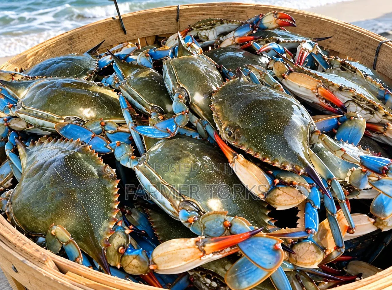 Fresh Crab