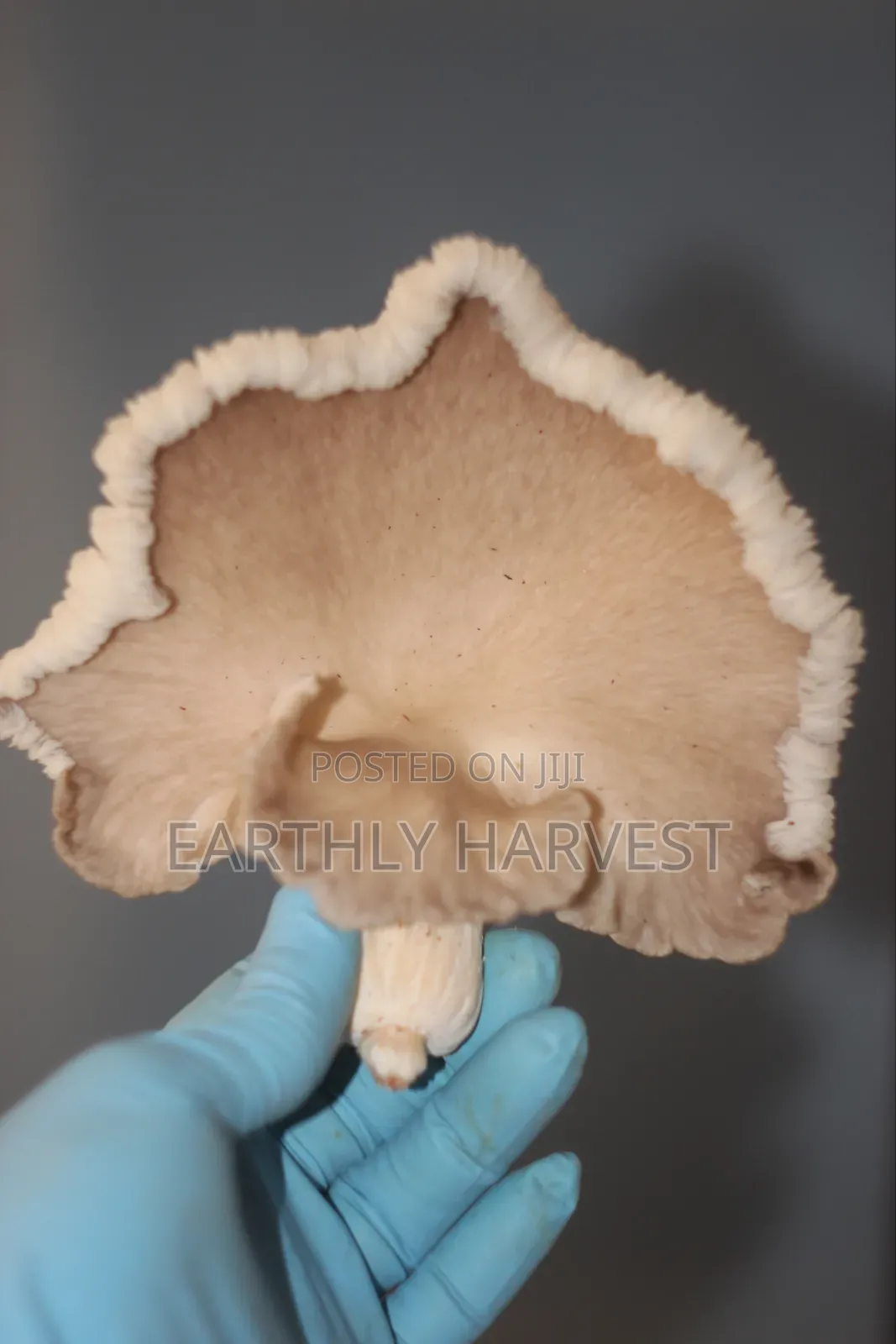 Oyster Mushroom Spawn Seed