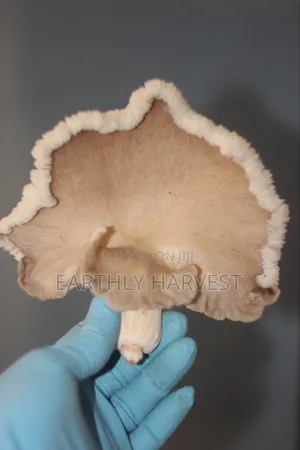 Oyster Mushroom Spawn Seed