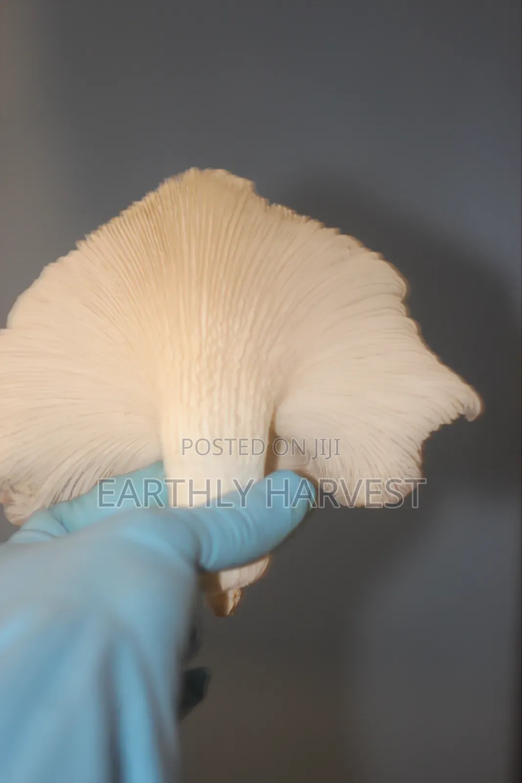 Oyster Mushroom Spawn Seed